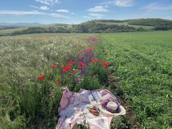 Ein Feld auf dem eine Picknickdecke ausgebreitet ist. Es ist ein schöner Sommertag.