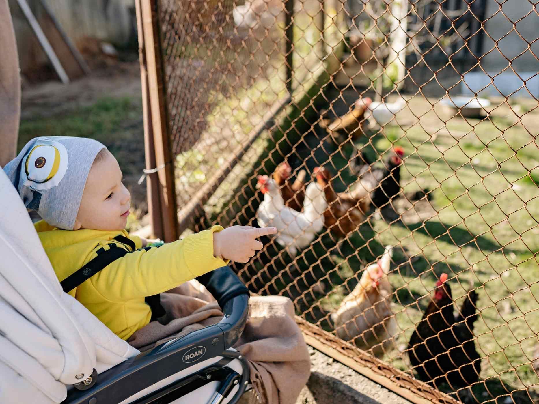 Kind sitzt in Kinderwagen vor eingezäunten Hühnern.