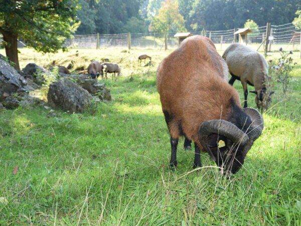 Ziegen grasen auf der Wiese.
