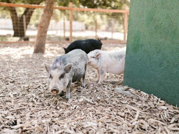 Drei kleine Frischlinge laufen im Gehege umher.