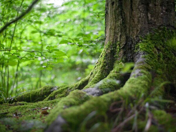 Zu sehen ist das Ende von einem Baum, der mit Moos bewachsen ist.